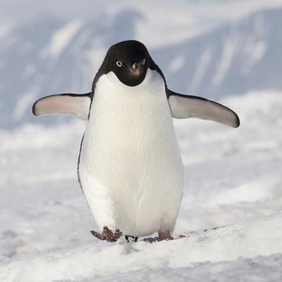 Img avatar de Player Penguin